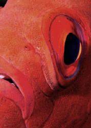Close up of a very patient Bigeye on a Red Sea reef by Paul Colley 